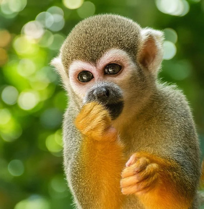 Monkeyland y tirolinas